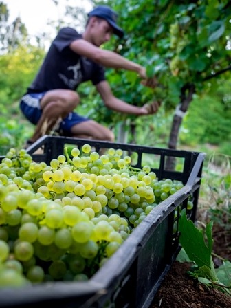 Cà Rovere - Bollicine, territorio ed eventi - AgoraVox Italia